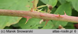 Rubus czarnunensis (jeżyna notecka)