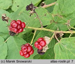 Rubus czarnunensis (jeżyna notecka)