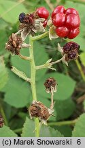 Rubus czarnunensis (jeżyna notecka)