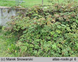 Rubus laciniatus (jeżyna wcinanolistna)