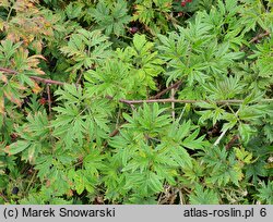 Rubus laciniatus (jeżyna wcinanolistna)