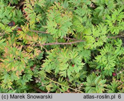 Rubus laciniatus (jeżyna wcinanolistna)