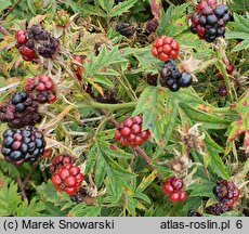 Rubus laciniatus (jeżyna wcinanolistna)