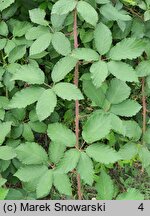 Rubus austroslovacus (jeżyna słowacka)