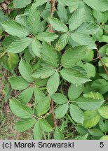 Rubus austroslovacus (jeżyna słowacka)