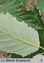 Rubus austroslovacus (jeżyna słowacka)