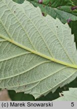 Rubus austroslovacus (jeżyna słowacka)