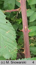 Rubus austroslovacus (jeżyna słowacka)