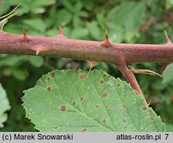 Rubus austroslovacus (jeżyna słowacka)