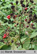 Rubus austroslovacus (jeżyna słowacka)