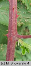 Rubus austroslovacus (jeżyna słowacka)