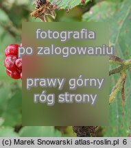 Rubus austroslovacus (jeżyna słowacka)