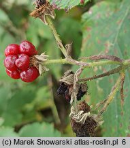 Rubus austroslovacus (jeżyna słowacka)