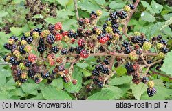 Rubus praecox (jeżyna długopręcikowa)