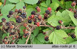 Rubus praecox (jeżyna długopręcikowa)