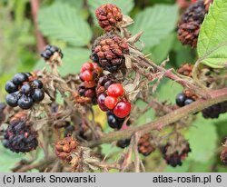 Rubus praecox (jeżyna długopręcikowa)