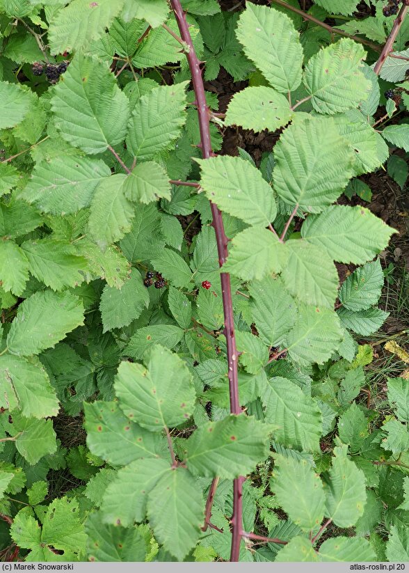 Rubus praecox (jeżyna długopręcikowa)