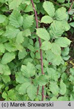 Rubus praecox (jeżyna długopręcikowa)