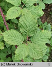 Rubus praecox (jeżyna długopręcikowa)