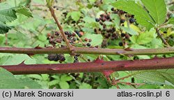 Rubus praecox (jeżyna długopręcikowa)