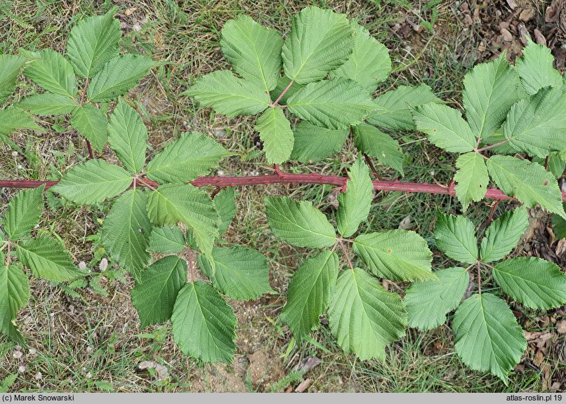 Rubus constrictus (jeżyna Westa)