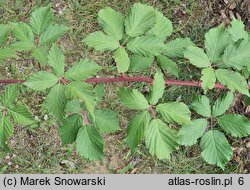 Rubus constrictus (jeżyna Westa)