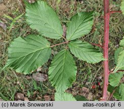 Rubus constrictus (jeżyna Westa)