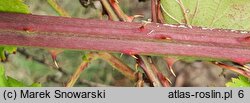 Rubus constrictus (jeżyna Westa)