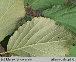 Rubus constrictus (jeżyna Westa)