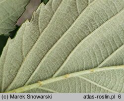 Rubus constrictus (jeżyna Westa)