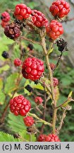 Rubus constrictus (jeżyna Westa)