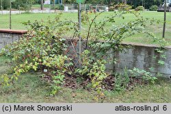 Rubus constrictus (jeżyna Westa)