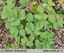 Rubus ×pseudidaeus (jeżyna malinowa)