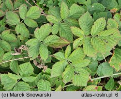 Rubus ×pseudidaeus (jeżyna malinowa)