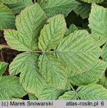 Rubus ×pseudidaeus (jeżyna malinowa)