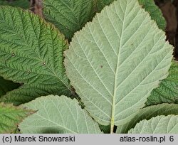 Rubus ×pseudidaeus (jeżyna malinowa)