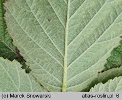 Rubus ×pseudidaeus (jeżyna malinowa)