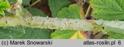 Rubus ×pseudidaeus (jeżyna malinowa)