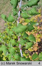 Rubus occidentalis (malina czarna)