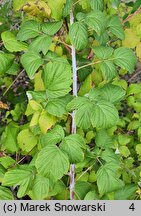 Rubus occidentalis (malina czarna)