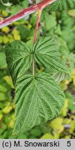 Rubus occidentalis (malina czarna)