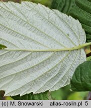 Rubus occidentalis (malina czarna)