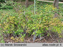 Rubus occidentalis (malina czarna)