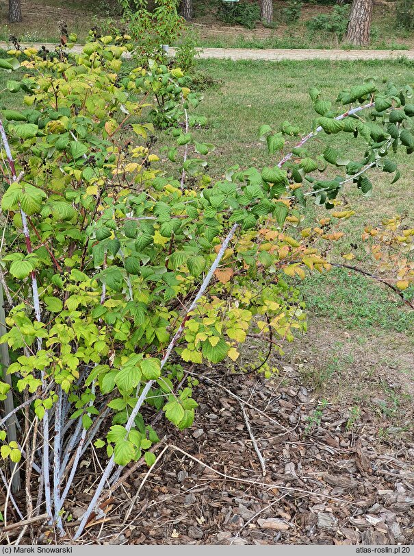 Rubus occidentalis (malina czarna)