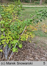 Rubus occidentalis (malina czarna)