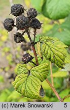 Rubus occidentalis (malina czarna)