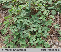 Rubus zielinskii (jeżyna Zielińskiego)