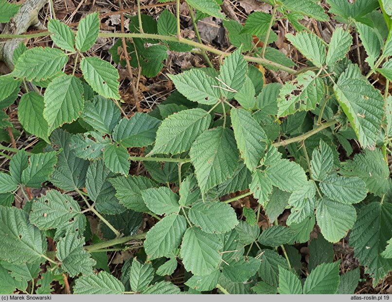 Rubus zielinskii (jeżyna Zielińskiego)