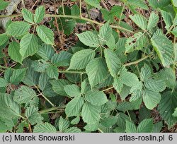 Rubus zielinskii (jeżyna Zielińskiego)