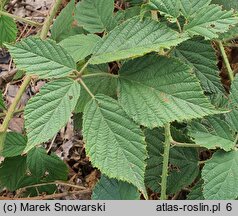 Rubus zielinskii (jeżyna Zielińskiego)